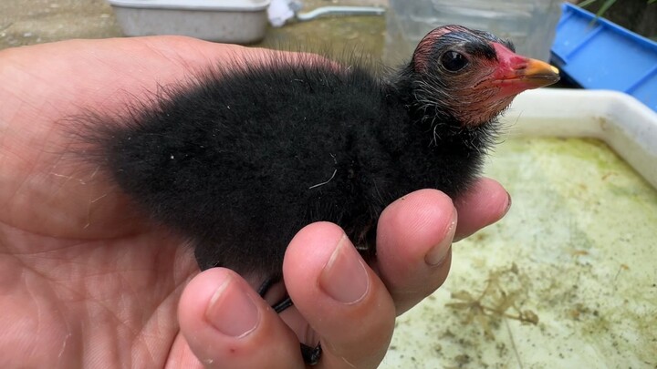 Test: Quietly Leaving the Little Water Chicken—Its Reaction Is Hilarious!
