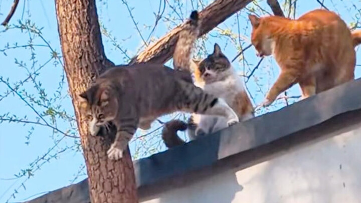 Ragged tabby cats are really smart!