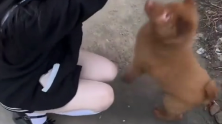 Dog: Do we even know each other well enough for you to be so forward?