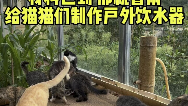 Membuat Tempat Minum Luar Ruangan untuk Kucing-Kucing yang Diadopsi