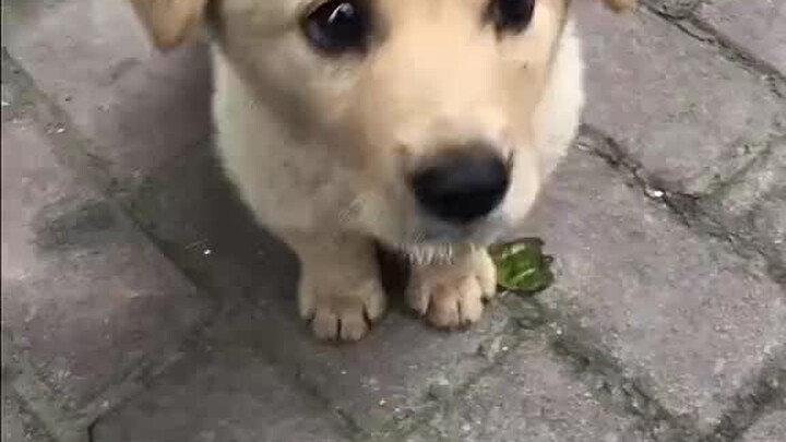 Anak anjing pengembara yang berusaha menggemaskan hati manusia namun juga gentar dan tak berani terl