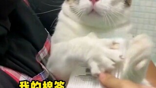 没想到拥有一身腱子肉的健身喵竟然也会社恐，它手足无措的样子属实有被可爱到！