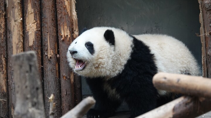 [Animals]Sleeping panda He Hua were carried to drink milk
