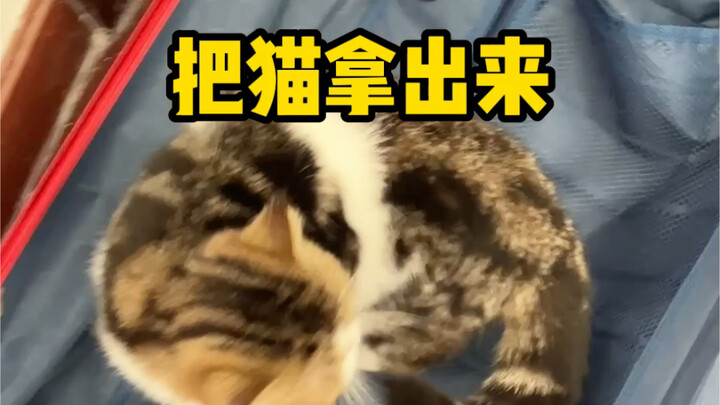 How Do Cat Owners Pack Their Suitcases?