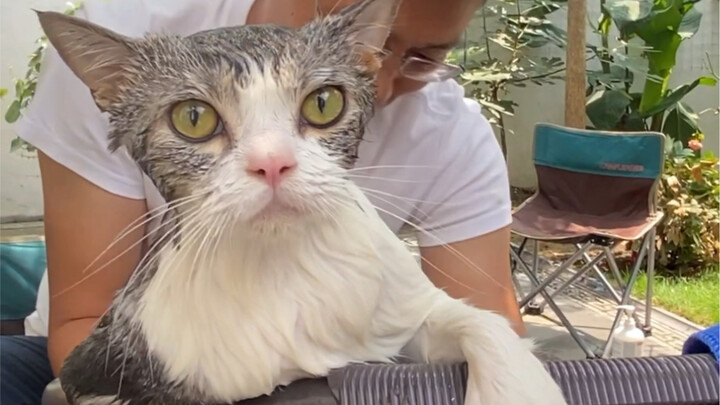 Daole knew there would be a live stream today, so he took a special bath and changed into clean clot