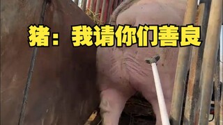 猪：我请你们善良