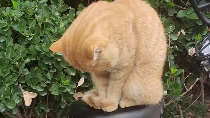 Cat: Why is it 8 a.m. class again?