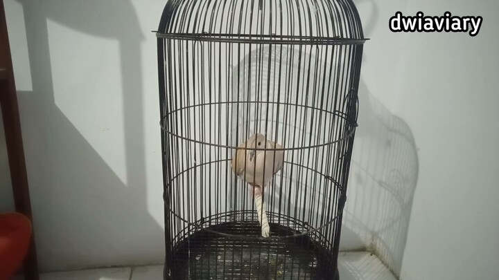 SUARA PUTER LOKAL TANGERIN JANTAN