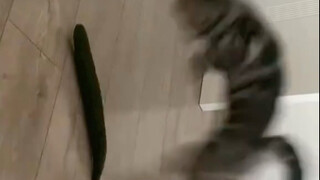 Timun juga dikenal sebagai "kesalahan kucing".