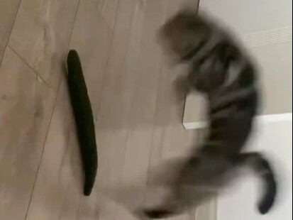 Timun juga dikenal sebagai "kesalahan kucing".