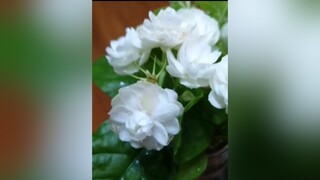 hoa lài ngát hương trong đêm  hoalai jasmine jasmineflower