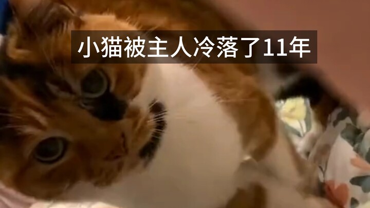 Kucing kecil diabaikan oleh tuannya selama 11 tahun