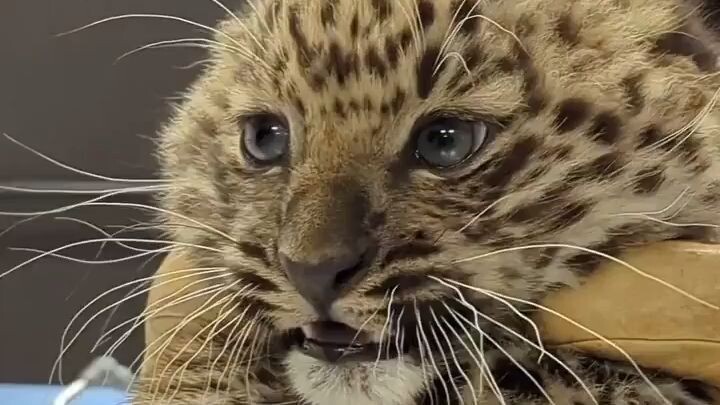 An Amur leopard cub getting her checkup at the vet