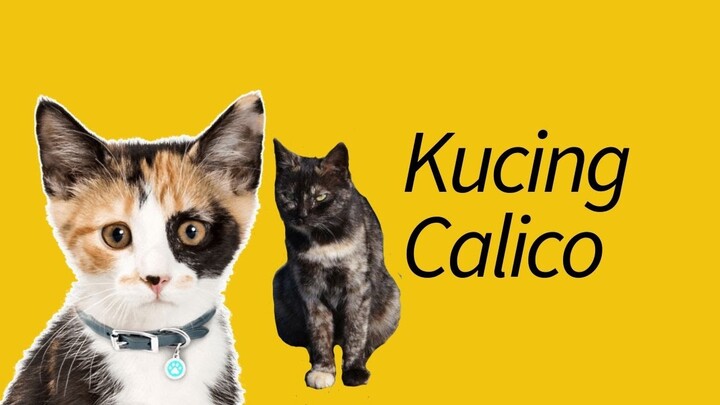 Mengapa Kucing Calico Hampir Selalu Betina? Ini Faktanya!