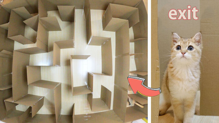 Kitty|Giant Maze