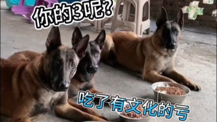 Dog: In the end, I really did suffer for being so well-educated!