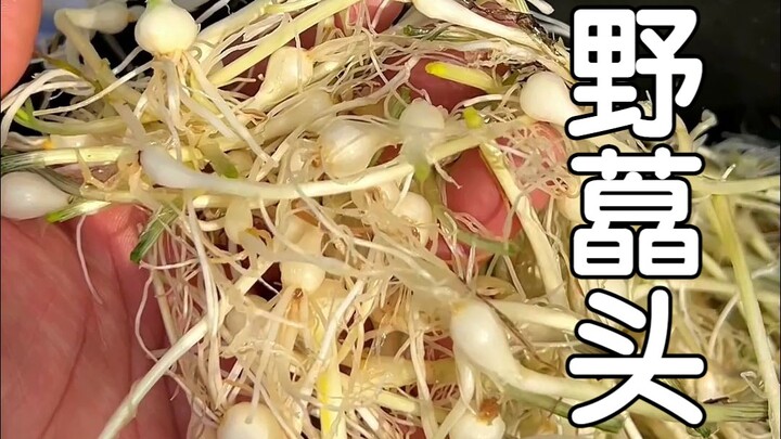 Bawang putih liar yang dijual oleh nenek-nenek di pasar, setelah diasinkan, rasanya sangat lezat.