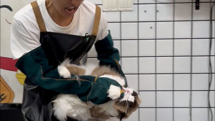 Mèo Ragdoll tính khí nóng nảy