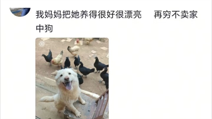 No matter how poor, we never sell our guard dog.