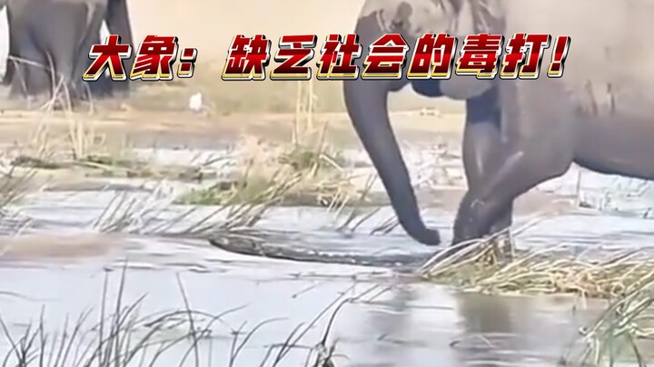 大象:今天要不把你屎踩出来算你拉的干净！