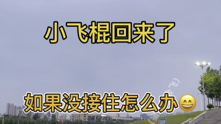 I knew you would come back #SugarGlider #CutePet #CutePetBecomesSpirit