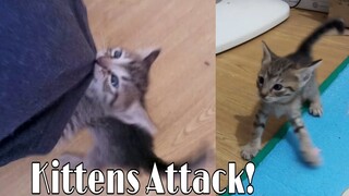 Kittens Attacking Me! (Dangerous Kitten)