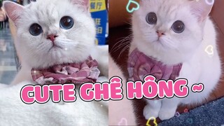 Tiểu Công Chúa Nhà Ai Đáng Yêu Quá Chừng 😘| Pets TV