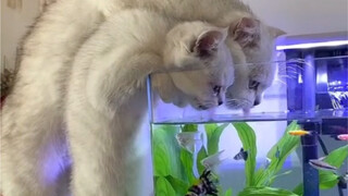 Cat Behavior Awards, Tom and Jerry turns out to be a documentary!