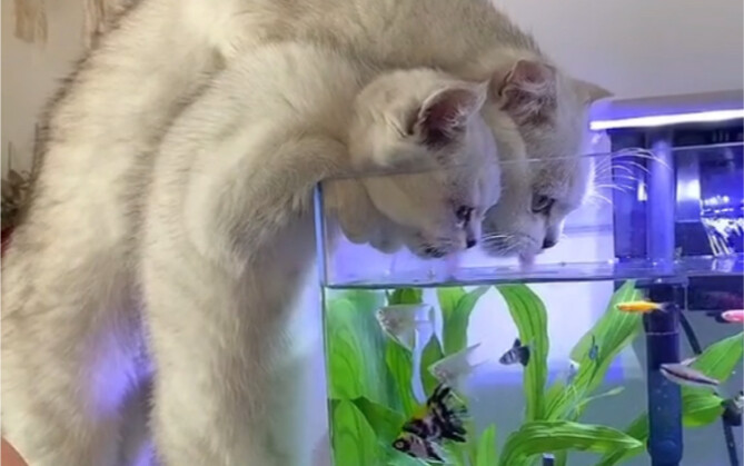 猫咪行为大赏，猫和老鼠原来是纪录片！