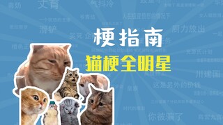 Meme "Mèo giận dữ" và "Mèo đau khổ" là gì? Meme "Mèo siêu sao"! [Hướng dẫn meme]