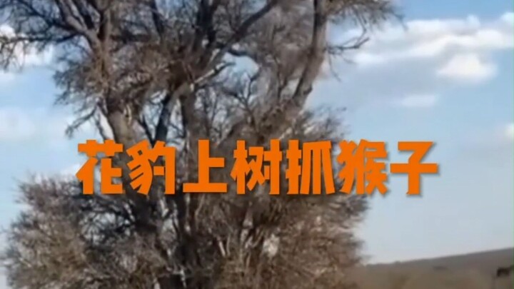 Can a leopard really climb trees to catch monkeys?