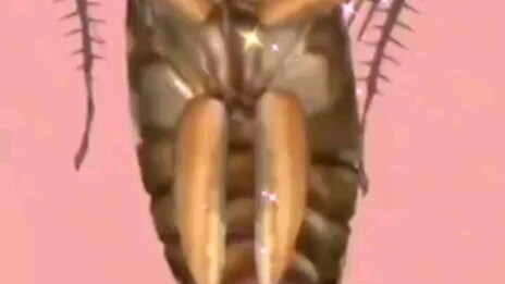 Cute Cockroach Dancing Online (Original Version)