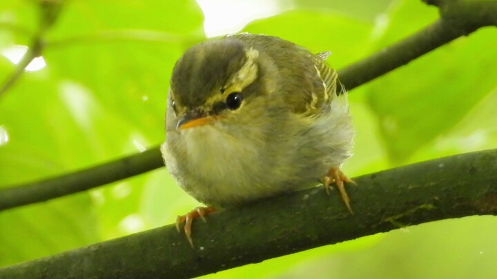 Mengejutkan! Burung warbler bahkan berhenti sejenak selama satu menit!!!
