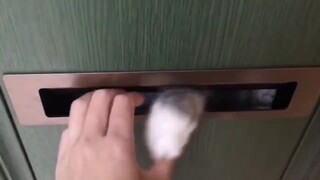 The cat "complained" by the Japanese courier~