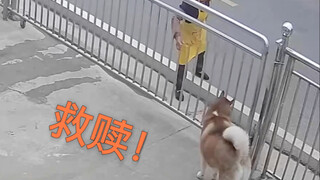 奶奶：我七十多岁了，这狗还给我整神庙逃亡！