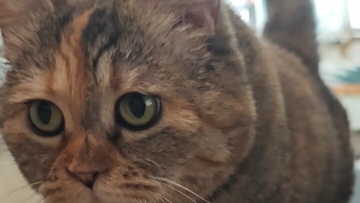 دعني أعتني بك، أنا قطتك العجوز الجائعة!