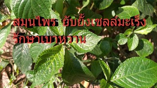 สมุนไพรหินฟ้าแลบ รักษายับยั้งมะเร็งตับ มะเร็งเต้านม รักษาเนื้องอกในมดลูก/โดยฮอยไทยอีสาน