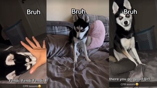 Husky: I have received professional CPR training, please believe me!