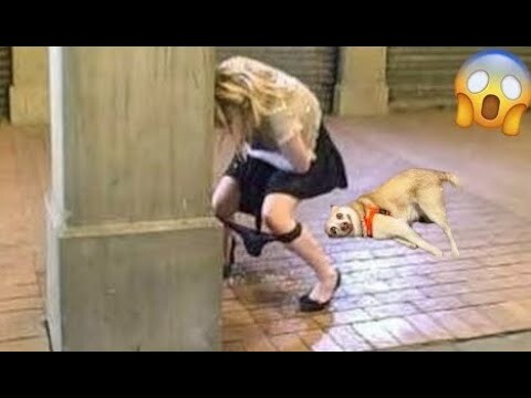 Random Funny Videos |Try Not To Laugh Compilation | Cute People And Animals Doing Funny Things #P1