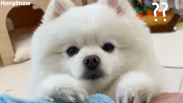 Dalam 6 tahun, si anak anjing Gou sudah bertumbuh besar sekali…