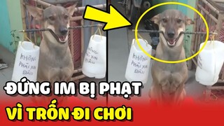 Chú chó ĐỨNG IM khi BỊ PHẠT vì tội đi chơi KHÔNG XIN PHÉP 😂 | Yêu Lu