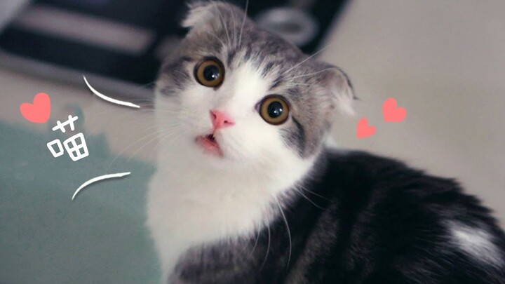 A Munchkin kitten who meows whenever called...