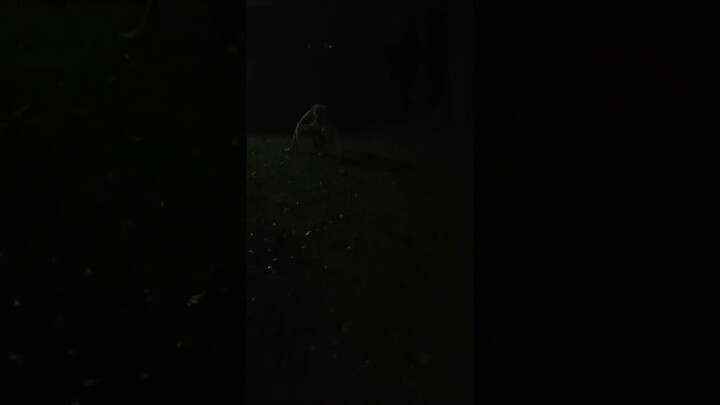 New cryptid found #mask #fursuit #quadrobics #craft #cosplay #antizoo #creepy
