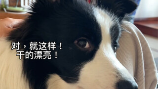 这么喜欢去洗浴中心洗澡的狗狗，你见过吗？