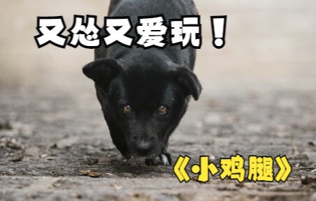 Let this timid yet fierce little guy take all your worries away.