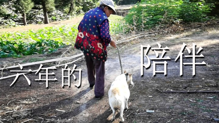 【เหล่าเฟิงหยาง】ดอกไม้ที่อยู่เป็นเพื่อนคุณยายมาตลอดหกปี ป่วยหนัก… โชคดีที่เธอยังไม่ยอมแพ้