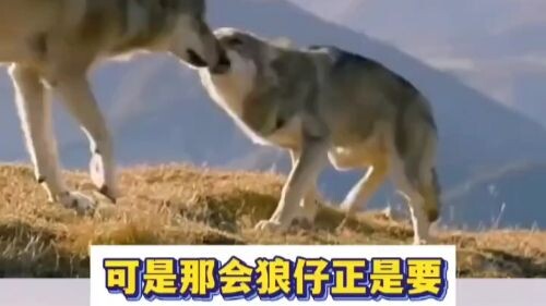 Easter Egg: Back to the Wolf Pack | #BackToTheWolfPack #EasterEgg #Green #TheStoryBehindBackToTheWol