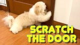 Smart Shih Tzu Puppy Knows How To Scratch The Door For Treats