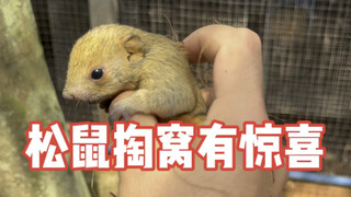 【กระรอกขุดรังเจอเซอร์ไพรส์】การขุดรังในฟาร์มเลี้ยงก็เหมือนเปิดกล่องสุ่ม แม่กระรอกตัวหนึ่งกลับให้กำเนิ