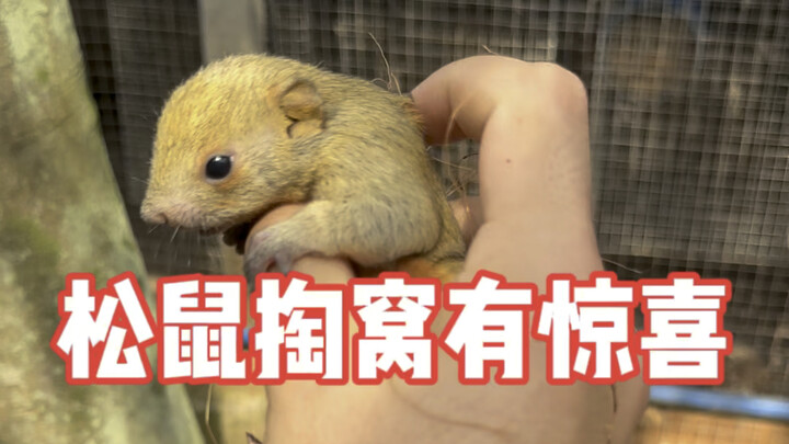 【松鼠掏窝有惊喜】在养殖场掏窝就像开盲盒，一只鼠妈妈竟然生出4只不同颜色的幼崽